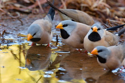 Long Tailed Finches