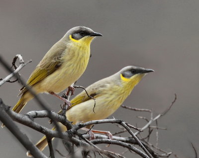 Grey Headed Honeyeaters