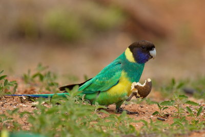 Ring Necked Parrot
