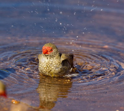 Star Finch Bathing