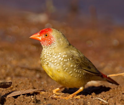 Star Finch