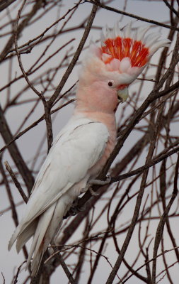 Major Mitchell Cockatoo
