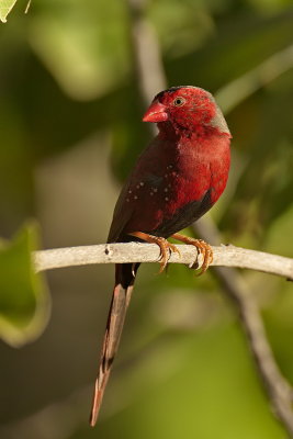 Crimson Finch
