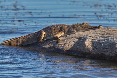 Fresh Water Crocodile