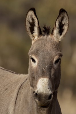 Wild Donkey