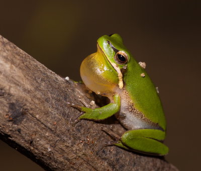 Reed Frog or Eastern Dwarf Tree Frog