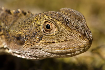 Young Water Dragon