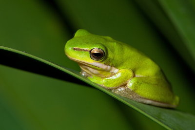 Reed Frog or Eastern Dwarf Tree Frog