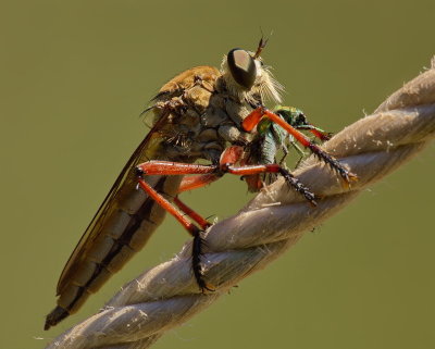 Robber Fly and Prey