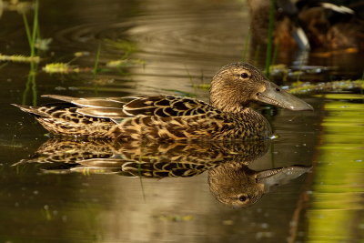 Shoverller Duck - Female
