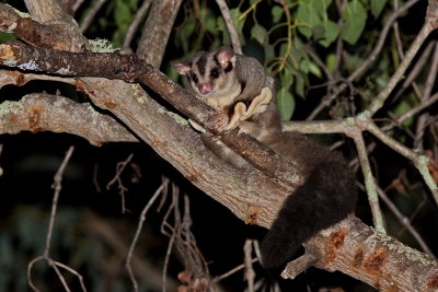 Sugar Glider