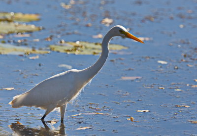 Intermediate Egret