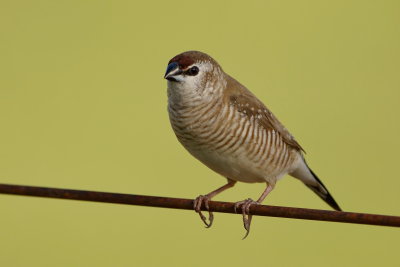 Plum Headed Finch