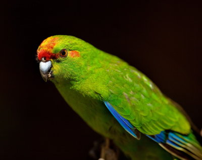 Kakariki - Red Crowned Parakeet - in captivity