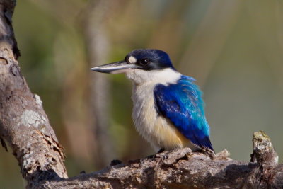 Forest Kingfisher