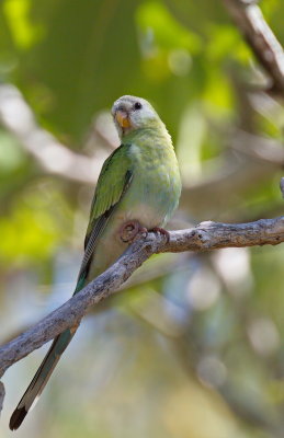 Golden Shouldered Parrot - Female