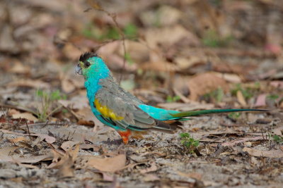 Golden Shouldered Parrot - Male