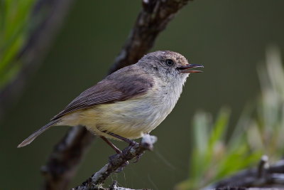 Buff Rumped Thornbill