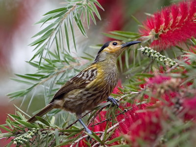 Macleays's Honeyeater