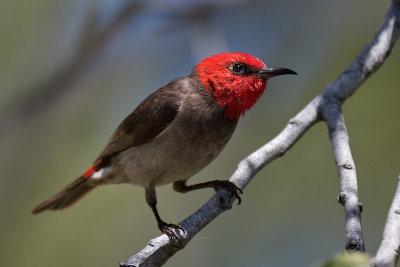 Red-headed Honeyeater