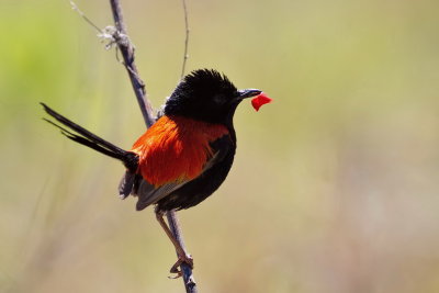 Red-backed Fairy Wren - Male