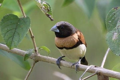 Chestnut Breasted Mannikin