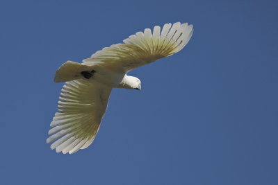 Sulphur Crested Cockatoo