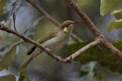 Yellow Spotted Honeyeater