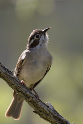 Brown Headed Honeyeater