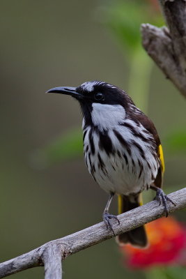 White Cheeked Honeyeater