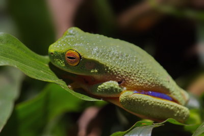 Dainty Tree Frog