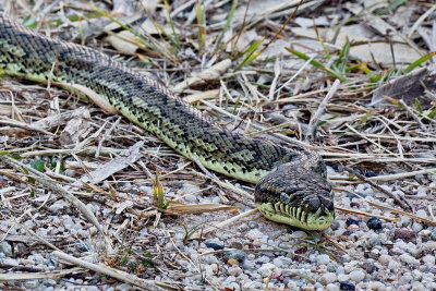 Carpet Python