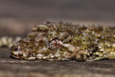 Smaug! - Leaf Tailed Gecko