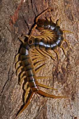 Centipede - Scolopendra sp.