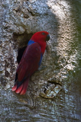 Eclectus Parrot - Female