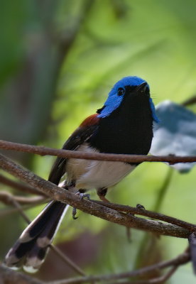 Lovely Fairy Wren - Male