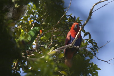 Eclectus Parrots - Male (green) and Female