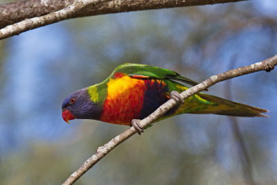 Rainbow Lorikeet