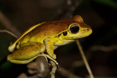 Wilcox's Frog