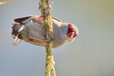 Red Browed Finch