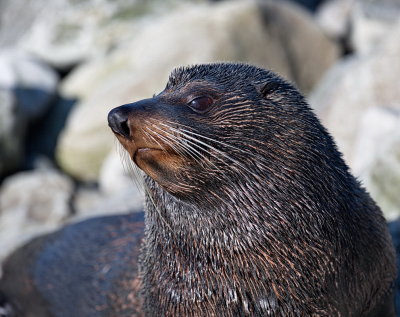 Fur seal - Kaikoura coast