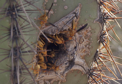 Hornets' Nest in a Saguaro