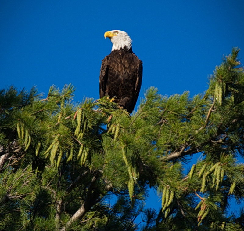 Eagle at Sunset