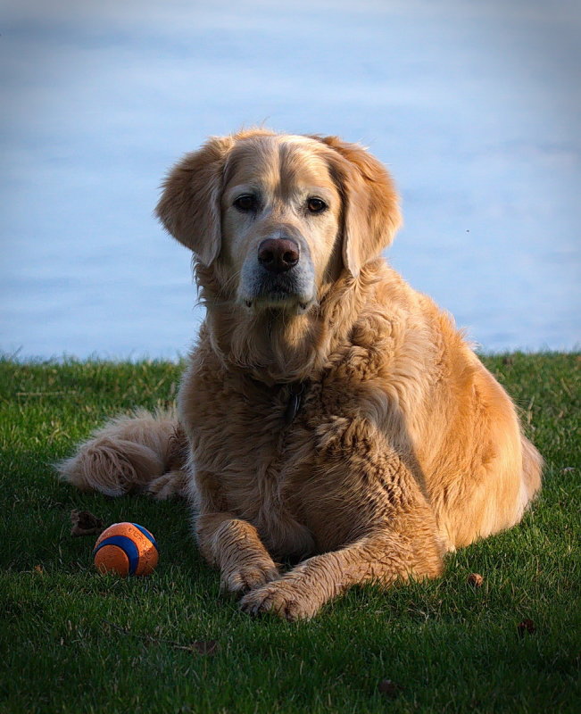 The Dog Days of Summer