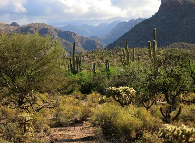 Sabino Canyon