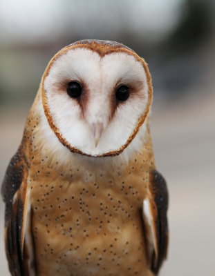 Barn Owl