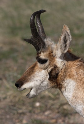 Pronghorn Antelope