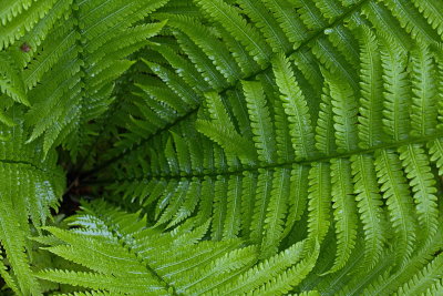 The Ferns of Spring