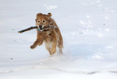 Fun at -15F with Georgie