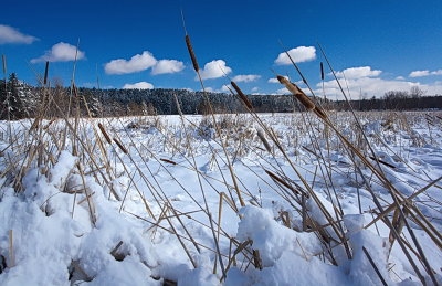 Cattails